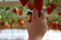 Close up on a little childÃ¢â¬â¢s hand holding strawberry